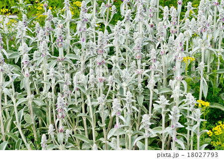 Lamb's  Ear 18027793