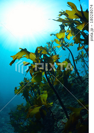 葉山芝崎の海 葉山芝崎の海 18028074