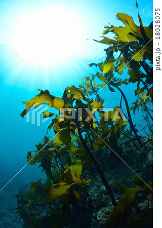 葉山芝崎の海 18028075