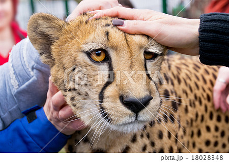 cheetah in zoo cheetah in zoo 18028348
