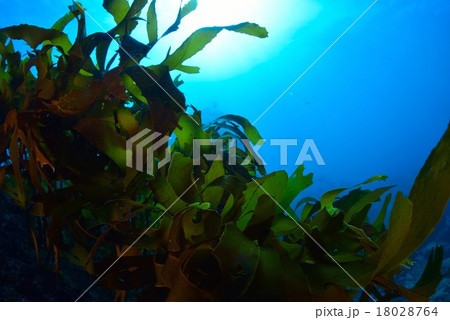 葉山芝崎の海 18028764