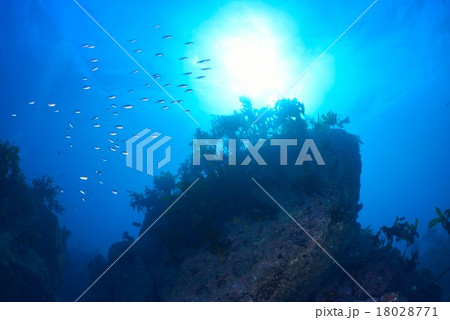 葉山芝崎の海 18028771