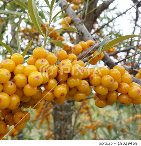 シーベリー 18029468