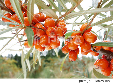 シーベリー 18029469