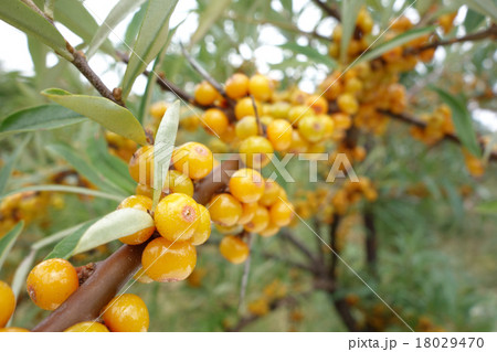 シーベリー 18029470