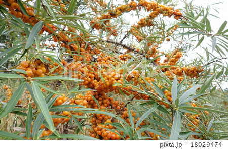 シーベリー シーベリー 18029474