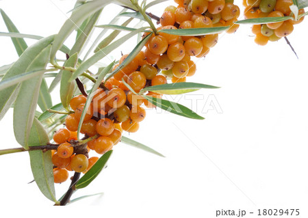 シーベリー シーベリー 18029475