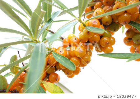 シーベリー シーベリー 18029477