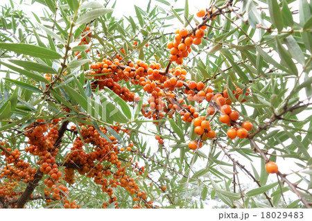 シーベリー シーベリー 18029483