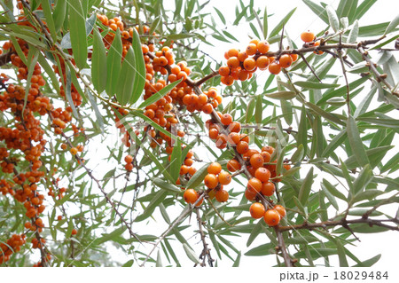 シーベリー シーベリー 18029484