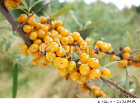 シーベリー シーベリー 18029490