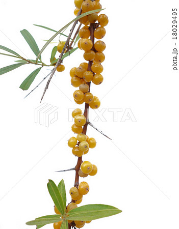 シーベリー シーベリー 18029495