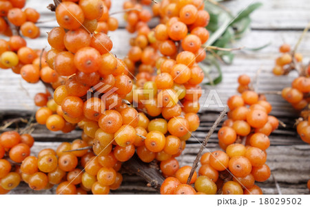 シーベリー 18029502