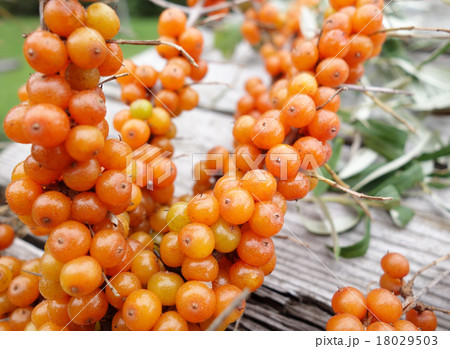 シーベリー シーベリー 18029503