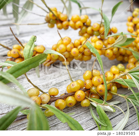 シーベリー シーベリー 18029505