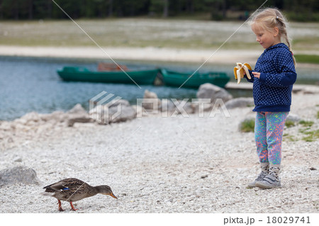 little girl feeding ducks at Black Lake in 18029741