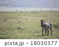 ケニアマサイマラで撮影したグレービーシマウマ 18030377