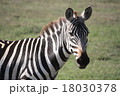 ケニアマサイマラで撮影したグレービーシマウマ 18030378