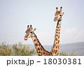 ケニアで撮影したマサイキリン 18030381