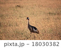 ケニアで撮影したホジロカンムリヅル 18030382