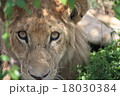 ケニアで撮影したライオン 18030384