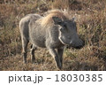 ケニアマサイマラで撮影したイボイノシシ 18030385