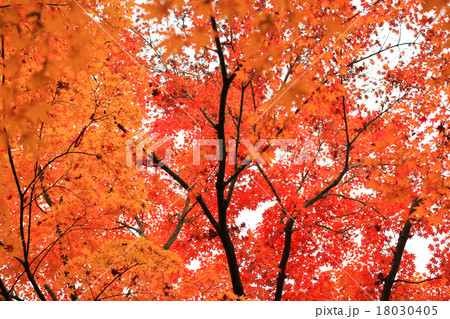 紅葉＿横 18030405