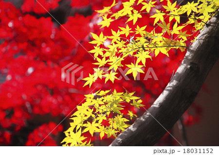 赤と黄色のコントラストが美しい紅葉の写真素材