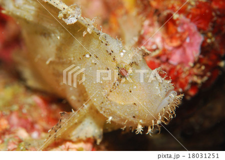 ハダカハオコゼ ハダカハオコゼ 18031251