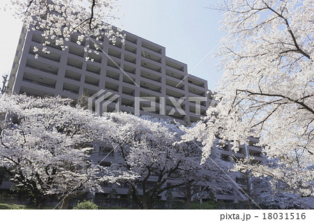 桜のマンション 18031516