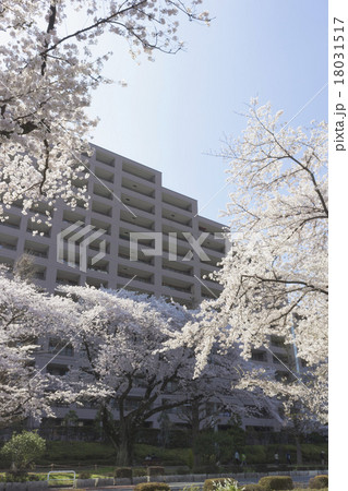 桜のマンション 18031517