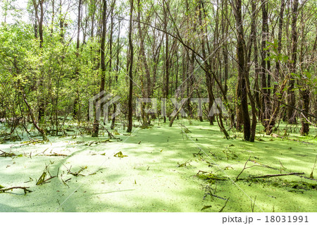 Forest swamp. Green trees in the swamp Forest swamp. Green trees in the swamp 18031991