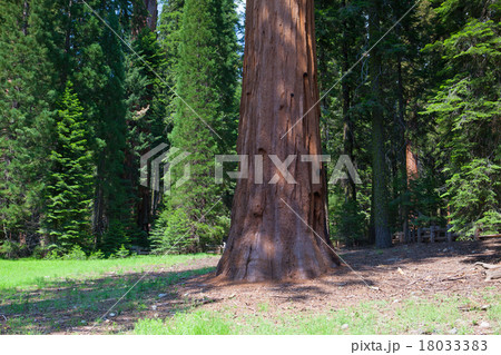 Sequoia redwood trees in Sequoia national park Sequoia redwood trees in Sequoia national park 18033383