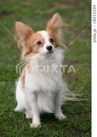 Typical Young Papillon dog in the garden Typical Young Papillon dog in the garden 18033394