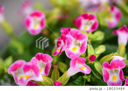 ピンクのトレニア ピンクのトレニア 18033484