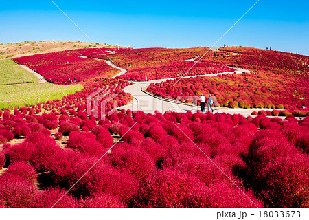 国営ひたち海浜公園　コキアの紅葉 18033673