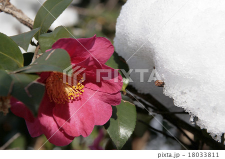 山茶花となごり雪 18033811