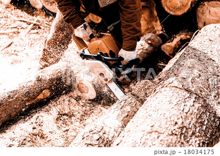 Man sawing a log in his back yard Man sawing a log in his back yard 18034175