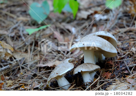 ホンシメジ 18034282