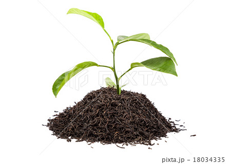 Green tree in a handful of tea on white background 18034335