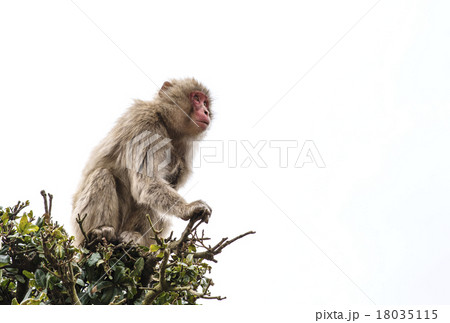 猿 白スペース ニホンザル 小豆島観光 木登りの写真素材