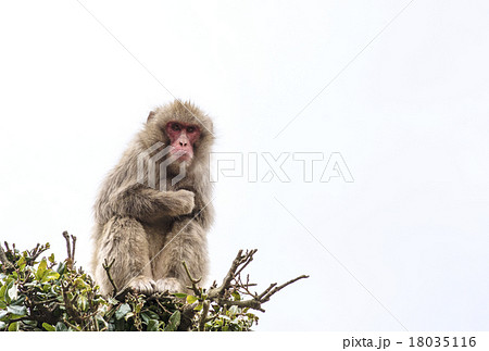 Monkey Japanese monkey white background - Stock Photo [18035116] - PIXTA