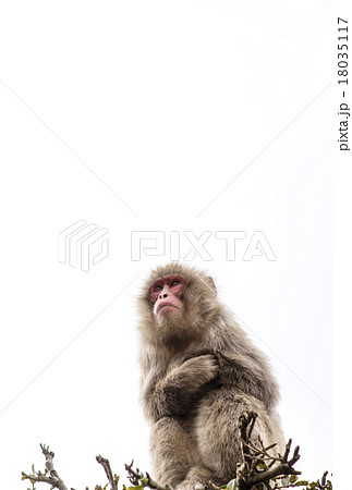 Monkey tree climbing white background... - Stock Photo [18035117] - PIXTA