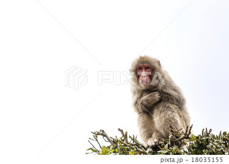 猿 ニホンザル 小豆島 白背景 猿 ニホンザル 小豆島 白背景 18035155