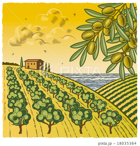 Landscape with olive grove Landscape with olive grove 18035364