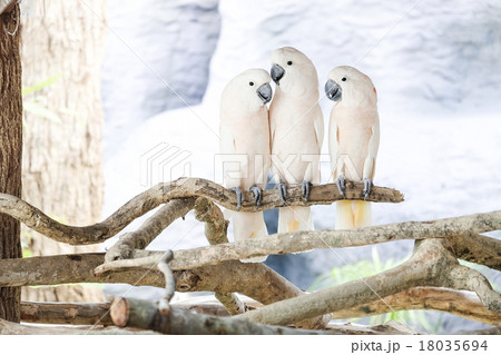Three Moluccan cockatoo on the perch 18035694