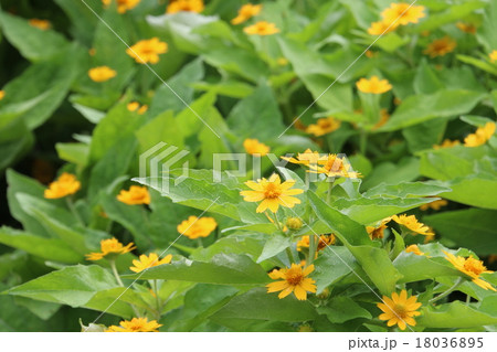 メランポジウム メランポジウム 18036895