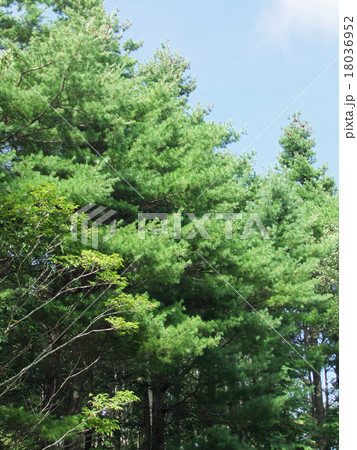 ストローブマツのある風景（縦） 18036952