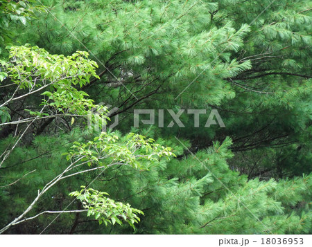 ストローブマツとエゾエノキ ストローブマツとエゾエノキ 18036953