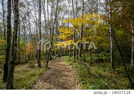 シラカバの遊歩道 シラカバの遊歩道 18037116